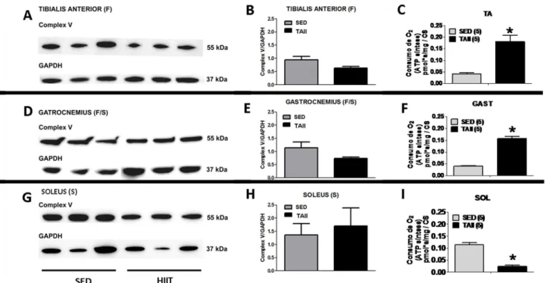 Fig 4. Comparison of complex V content (Western blot) and ATP synthesis capacity (oligomycin-sensitive O 2 consumption) among the three muscles