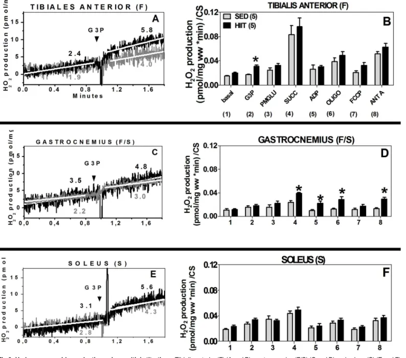 Fig 6. Hydrogen peroxide production using multiple titrations. Tibialis anterior (F) (A and B), gastrocnemius (F/S) (C and D) and soleus (S) (E and F) normalized to wet weight (mg) or citrate synthase