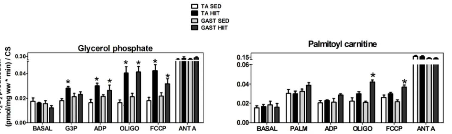 Fig 7. Hydrogen peroxide production by oxidizing glycerol phosphate (A) or palmitoylcarnitine (B) as unique substrates in the tibialis anterior and gastrocnemius after normalization to CS