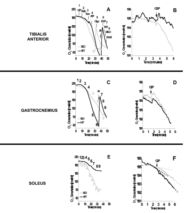 Fig 1. Oxygen depletion by different skeletal muscles using multiple substrates (A, C and E) or glycerol phosphate only (B, D and F)