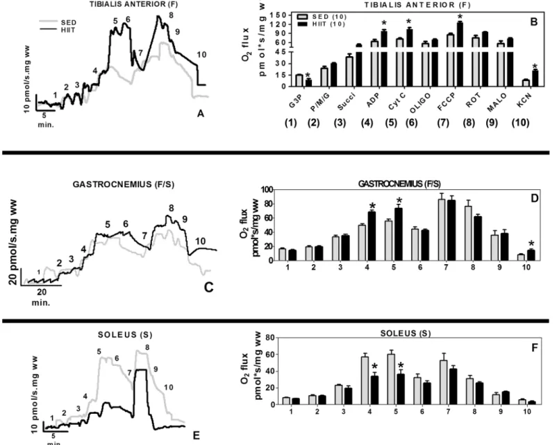 Fig 2. Oxygen flux in high-resolution respirometry experiments per fiber mass. (A and B) Tibialis Anterior