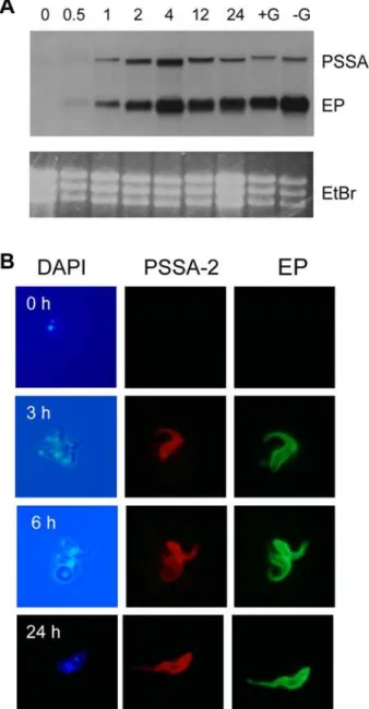 Figure 4. PSSA-2 does not influence midgut infections in tsetse, but is required for efficient colonisation of the salivary glands