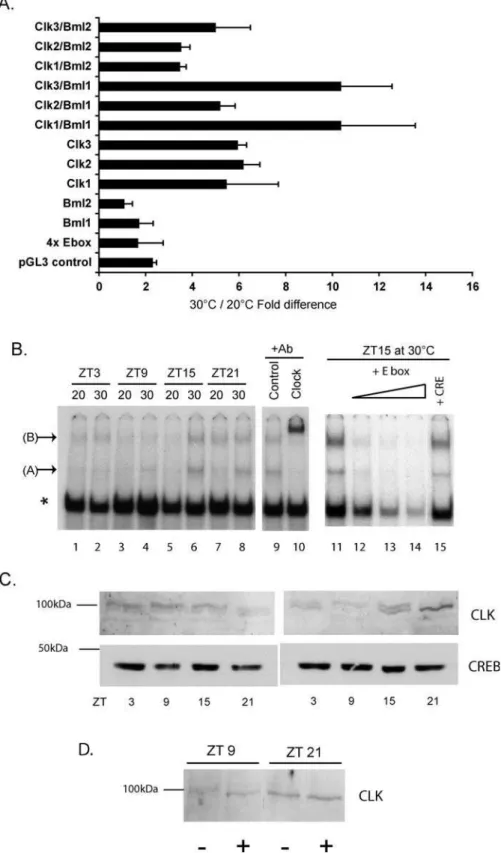 Figure 6. Temperature Influences CLK Protein Expression and Function