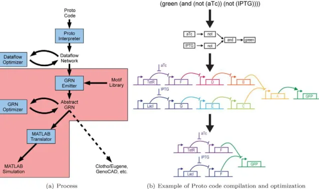 Figure 1. Proto biocompiler architecture and example. (a) This paper extends the Proto spatial computing language with mechanisms for genetic regulatory network design (pink)