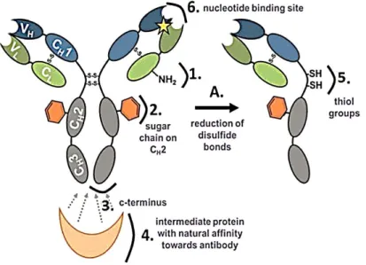 Figure  3.3.  Schematic  representation  of  the  IgG  functional  groups  used  for  random  an  oriented  immobilization  onto  surfaces
