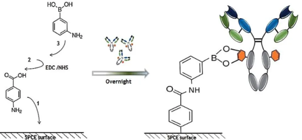 Figure  3.3.4.  Schematic  representation  of  ABPA  immobilization.  1-  Electrochemical  deposition  of  4- 4-aminobenzoic  acid  and  carboxyl  group  functionalization  of  the  SPCE  surface;  2  –  Activation  of  the  electrode  surface  carboxylic 