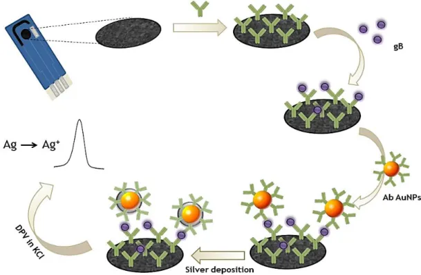 Figure  3.3.5.  Schematic  representation  of  immunosensor  construction  and  detection  strategy  by  differential  pulse  voltammetric  analysis  (DVP)  of  Ag  NPs  catalytically  deposited  on  the  immunosensor  surface by gold nanolabels (Ab AuNPs)