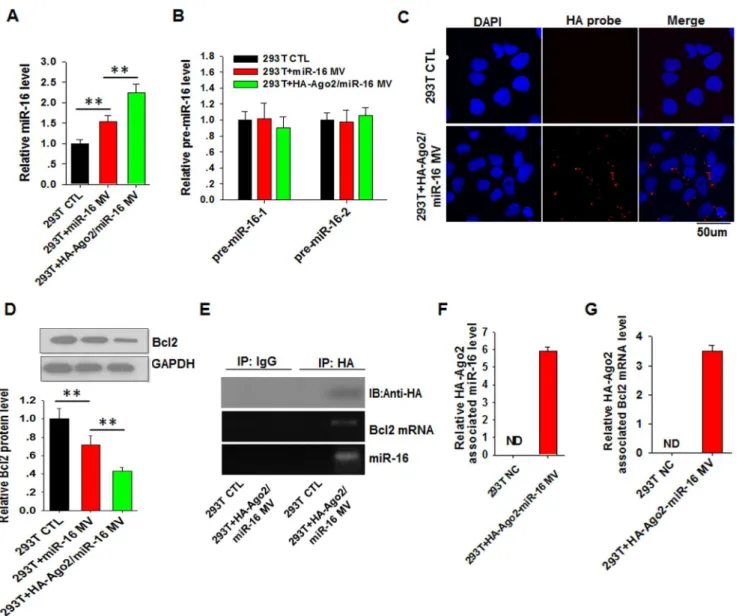 Figure 3. HA-Ago2 in MVs guides the function of secreted miR-16 in recipient cells. A and B, The expression levels of miR-16 (A) and pre- pre-miR-16 (B) in 293T cells detected using RT-qPCR