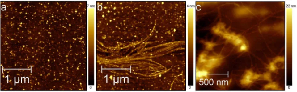 Fig. 3a shows a DOPC bilayer covering 92% of the mica surface. Defects characterized by different shapes and sizes expose the remaining 8% of the underlying mica surface