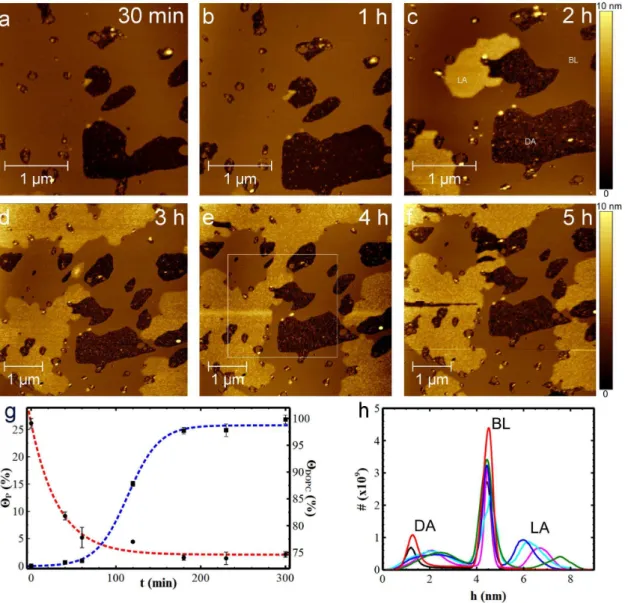 Fig. 4. Ab(25-35) aggregation on DOPC lipid bilayer. 3 6 3 mm2 (a-c), and 5 6 5 mm2 (d-f), topographic AFM images (1024 6 1024px 2 ) showing the time evolution of Ab(25-35) on DOPC lipid bilayer