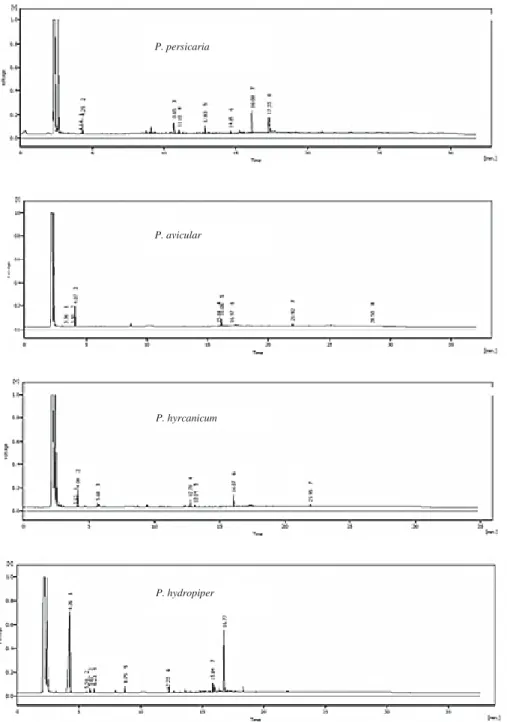Figure 2. GC chromatograms of the diethyl ether extracts of four Polygonum species (P