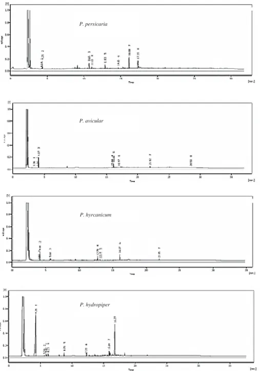 Figure 2. GC chromatograms of the diethyl ether extracts of four Polygonum species (P