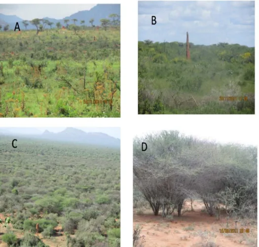 Fig 1. Study sites: low woody encroachment site (A), moderate woody encroachment site (B), severe woody encroachment site (C), highest woody encroachment site (D) in the semi-arid rangelands of Yabello and Dire districts, Borana, southern Ethiopia