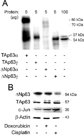 Figure  2.1.    Expression  of  endogenous  p63  isoforms  and  genotoxic  stress-induced  regulation of p63 and c-Jun protein levels in PC12 neuronal-like cells