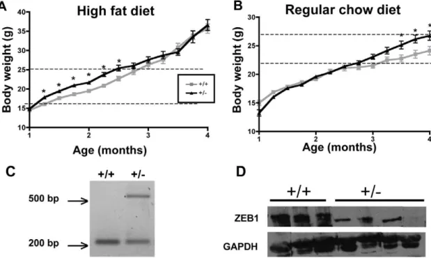 Figure 2. Female mice missing one TCF8 allele gain weight more readily. Mice were weaned to (A) a diet high in fat (60%) or (B) regular chow diet, and body weights (g) of female TCF8 + / 2 (black line) or WT (gray line) mice were recorded weekly as indicat