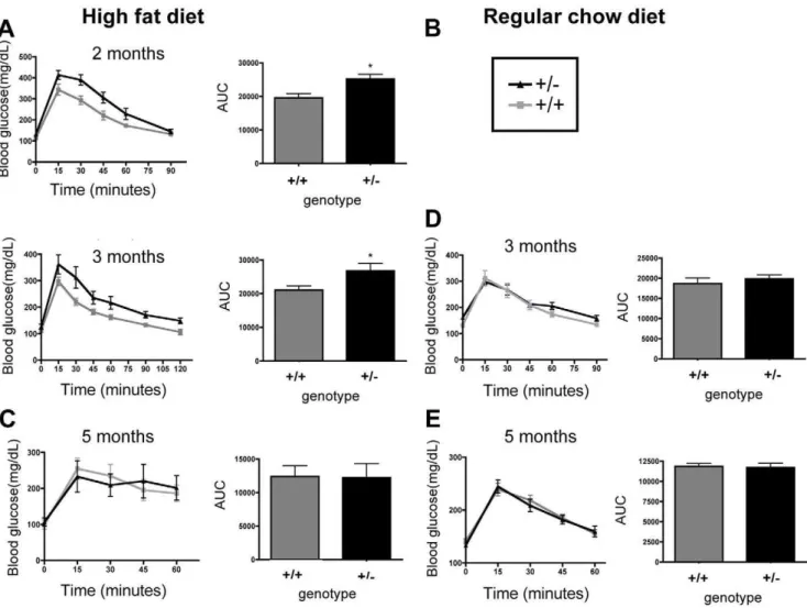 Figure 6. Female TCF8+/2 mice exhibit impaired glucose uptake early in fat acquisition