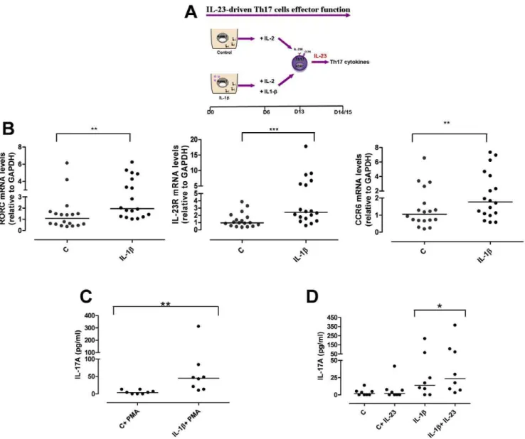 Figure 4. IL-1b-polarized cells express Th17 markers and produce IL-17A in response to IL-23