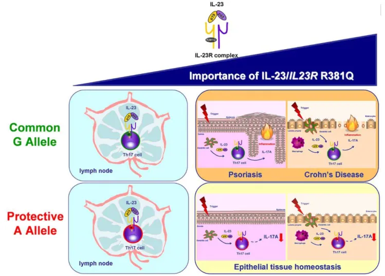 Figure 7. Importance of IL-23 and IL23R R381Q gene variant in Th17 cell immunobiology