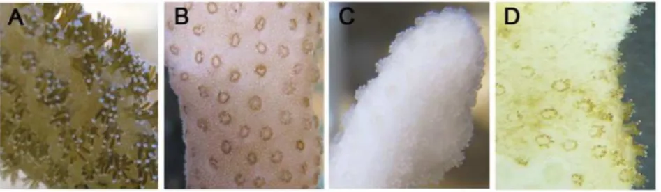 Figure 1. Morphology of coral polyps at different stages of thermal stress and recovery
