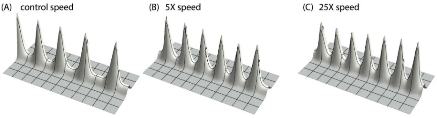 Figure 8. Increased growth speed, increased periodicity of the activator peaks. In the simulation of A/H dynamics with growing YS domain, when we increased the growth speed by a factor of 5 and 25, more activator peaks evolve along the Y-stalk