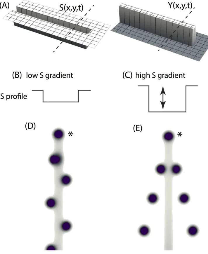 Figure 9. Migration of activator peaks in the transversal direction. (a) snapshot of YS domain (the YS domain is growing over time as in figure 7)