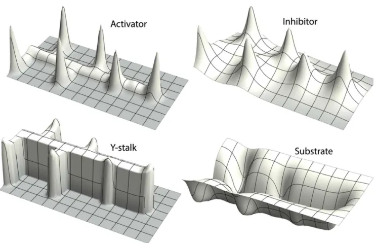 Figure 1. Spatial pattern of each variable in side branching. The spatial pattern of activator A (top left) and inhibitor H (top right) overlap, while the Y-stalk (bottom left) and substrate S (bottom right) are spatially complementary