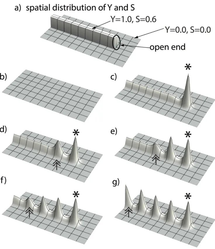 Figure 4. Activator peaks march inward and evolve periodic patterns along the YS domain