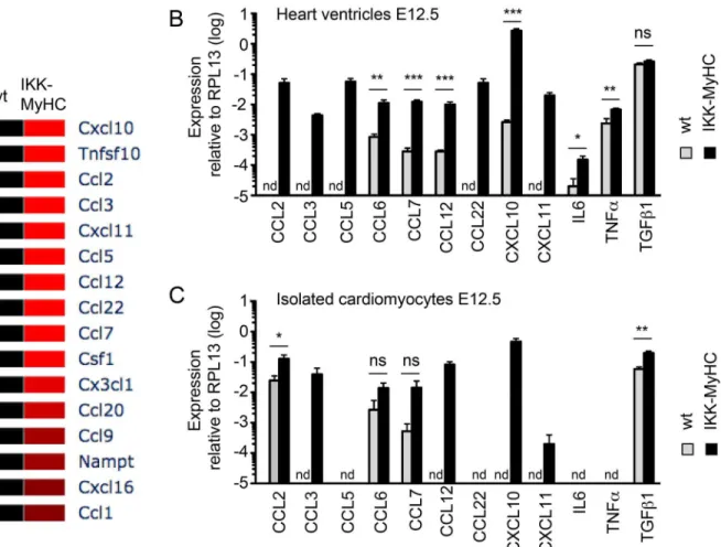 Fig 7. Cytokine profile of IKK MyHC hearts and IKK MyHC cardiomyocytes. (A) Heat map of cytokines expressed in IKK MyHC hearts at E12.5 ( &gt; 2-fold regulation, p &lt; 0.05) as detected by microarray (N = 3 for wild type (wt), N = 4 for transgenics (IKK-M