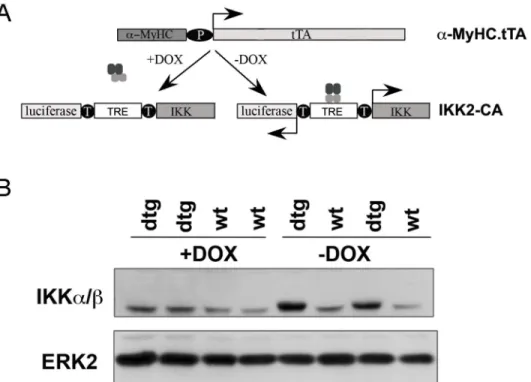 Table 1. Expression of constitutively active IKK2 in cardiomyocytes results in embryonic lethality.