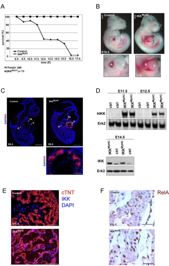 Fig 2. Cardiomyocyte-specific expression of IKK2-CA is embryonically lethal. (A) Survival rate of IKK MyHC embryos with expression of IKK2-CA transgene (i.e