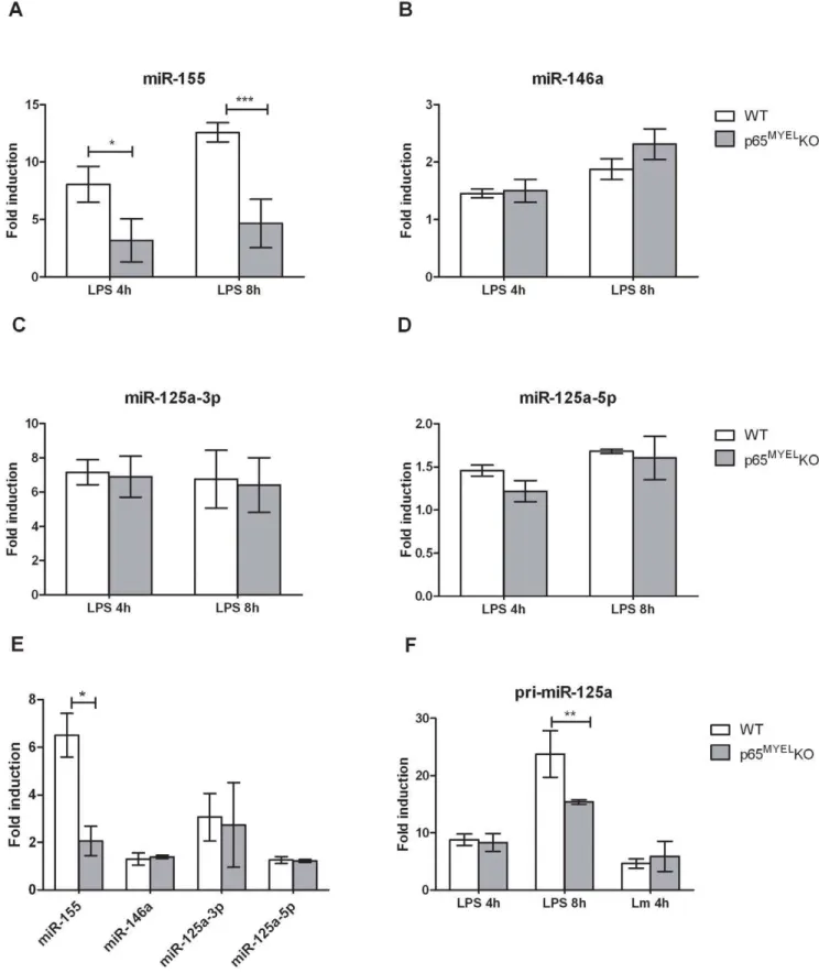 Figure 4. Regulation of miR-125a-3p/5p, miR-146a and miR-155 expression in macrophages by NF- k B p65