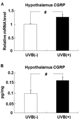 Figure 8. UVB irradiation increases CGRP expression in the hypothalamus of hairless mice