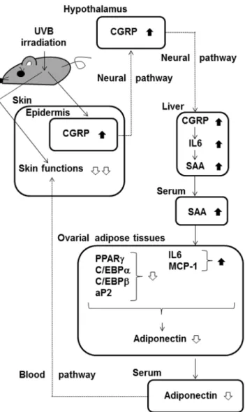 Figure 9. CGRP expression in the epidermis, eye, and serum of UVB-irradiated hairless mice