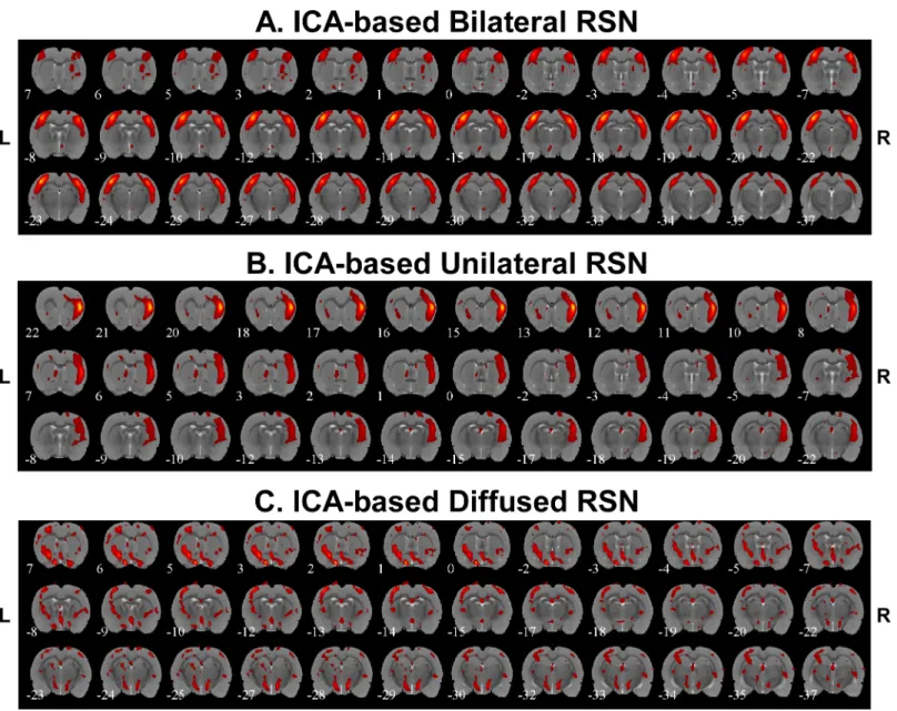Fig 6. Independent component analysis (ICA)-based resting state networks. A) Example of bilateral connectivity (Rat 4)