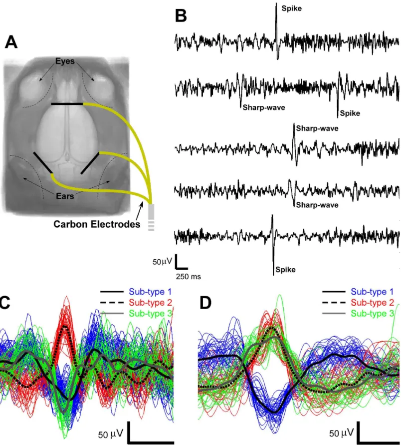 Fig 1. EEG acquisition and classification. (A) The locations of the three carbon electrodes implanted subcutaneously on top of the skull for EEG acquisition