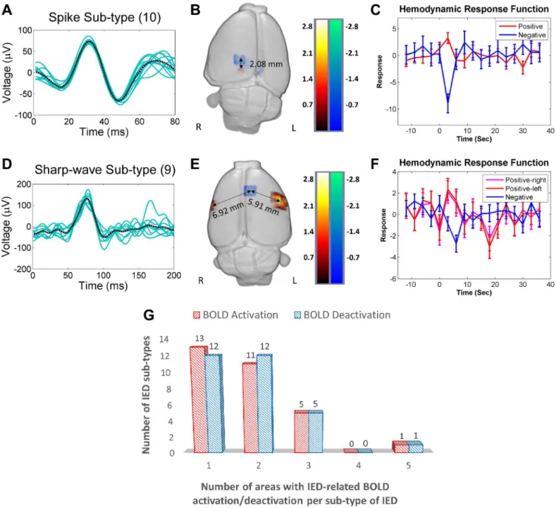 Fig 2. IED-evoked BOLD activations and deactivations. (A) A representative collection of a particular spike sub-type (10 events, Rat 6)