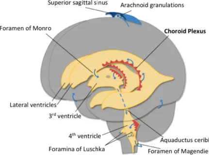 Figure 2. The CP localization in the CNS. The CPs are located in the third, fourth and lateral ventricles  which  are  all  interconnected  to  enable the  circulation  of the  CSF