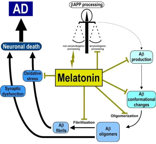 Figure 4. Melatonin’s protective role in AD. Melatonin inhibitory effect over the different pathological  processes that occur during the development of AD