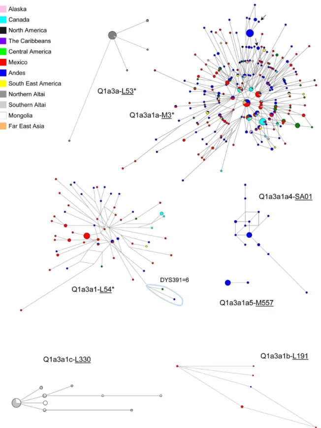 Figure 3. Network of 7 loci Y-STR haplotypes belonging to Q sub-haplogroups. Network analysis were performed on Native American [Alaskan, Canadian, North American, Caribbean [49], Central American (from Costa Rica, El Salvador, Guatemala, Nicaragua, Panama