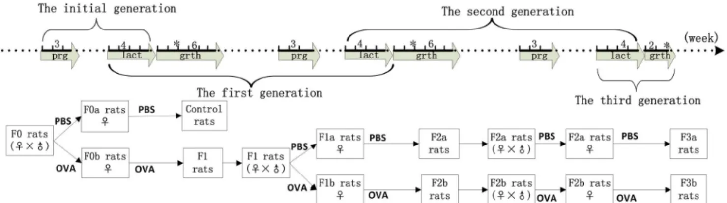 Fig 1. The three-generation breeding protocol. The solid line represents BN rats that were raised over the time line