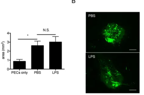 Figure 7. Suppressive effect of HSP70 and IL-10 on a -SMA expression in the RPE cells cultured with PECs
