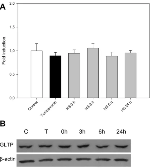 Figure 10. GLTP response to tunicamycin and heat shock. A) GLTP mRNA expression determined by qPCR in cells undergoing heat shock and ER-stress