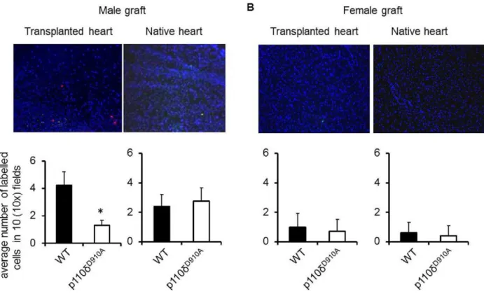 Figure 3. PI3K p110 d is required for heart graft infiltration by antigen-specific T cells