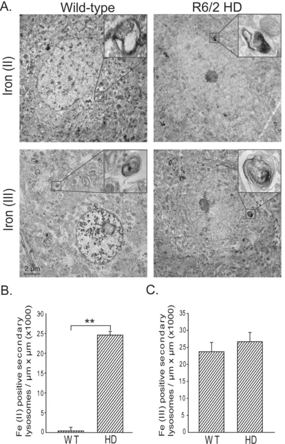 Figure 2.  Iron (II) accumulates in R6/2 HD striatal neurons.  Iron (II) and iron (III) were determined by a modification of the perfusion Turnbull’s and Perl’s iron stains (see methods)