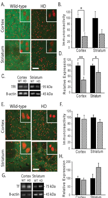 Figure 4.  Decreased expression of transferrin receptor (TfR) but not transferrin (Tf) in R6/2 HD mice