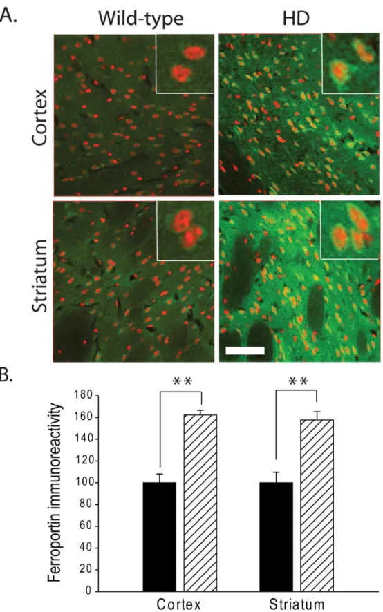 Figure 5.  Increased expression of ferroportin (FPN) in R6/2 HD mice.  A. FPN immunoreactivity is increased in HD mouse cortical and striatal neurons as compared to wild-type mice at 12 weeks (red, DRAQ5 stain; green, FPN)