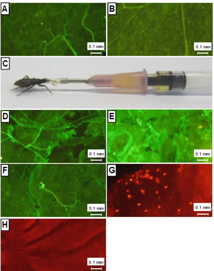 Figure 1. Protection of anterior midgut of T. brasiliensis against the complement system