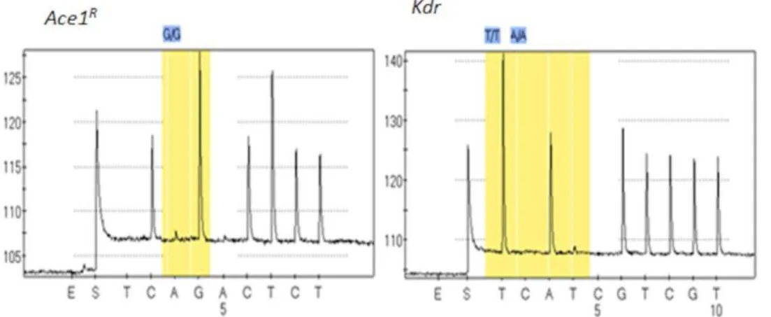 Figure 5. Transcription profile of candidate genes in the Pahou population. Comparison of the patterns of gene expression of five candidate detoxification genes (CYP6P9a, CYP6P9b, GSTe2, GSTd1-3 and CYP6Z1) between permethrin resistant (Perm-R), DDT resist