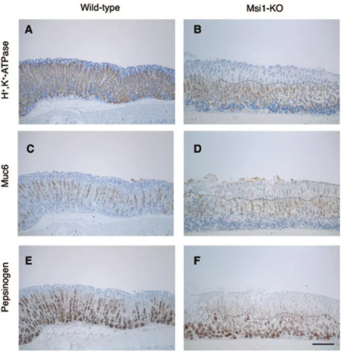 Figure 2. Immunohistochemical analysis revealed a defect in cell differentiation in Msi1-KO stomach