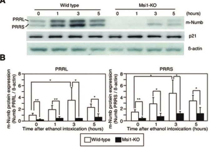 Figure 4. Expression of m-Numb protein in the stomach of wild-type and Msi1-KO mice after ethanol-induced gastric damage